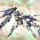 seed高達